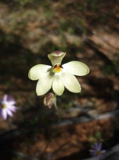 Thelymitra antennifera Vanilla orchid Sep 2020 19.JPG